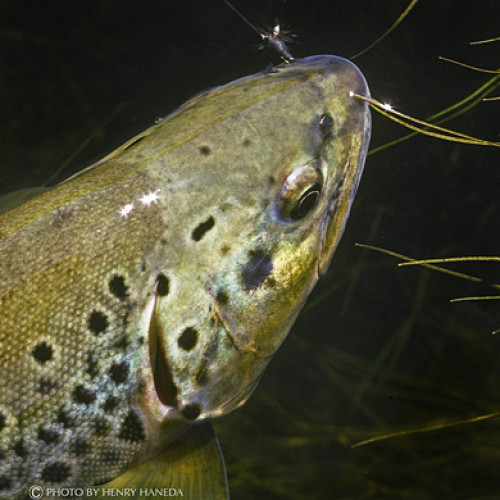 Brown Trout