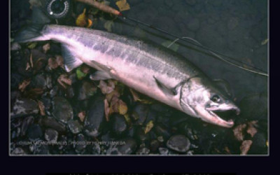 Catch & Release