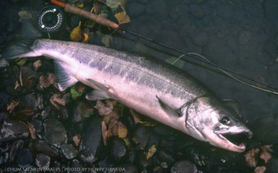 Chum Salmon