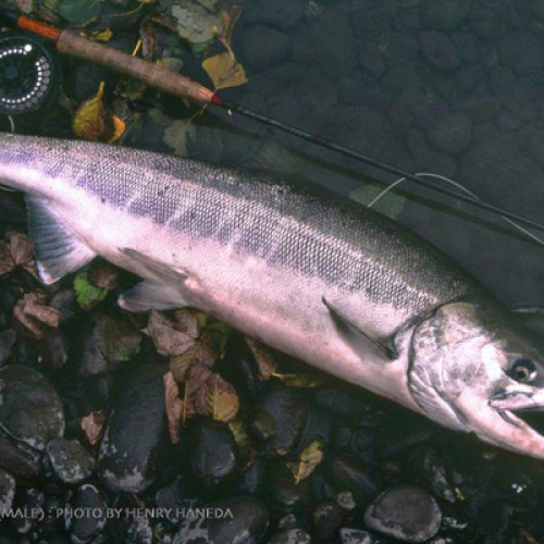 Chum Salmon