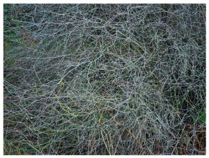 Nisqually Tangle  24x30
