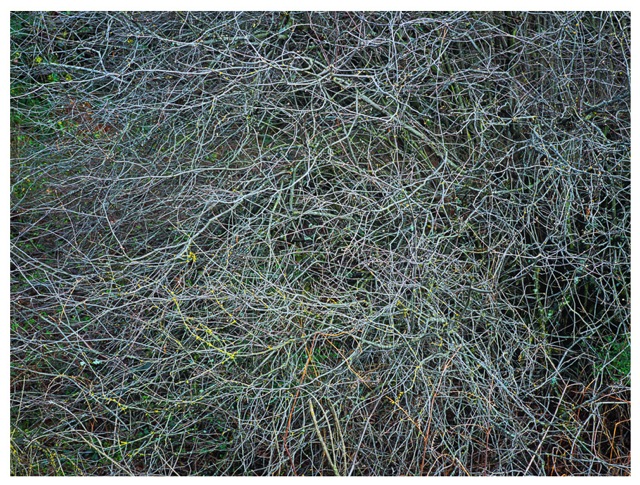 William Mitchell  :: New Arrivals :: Evolution of Line and Form Exhibition