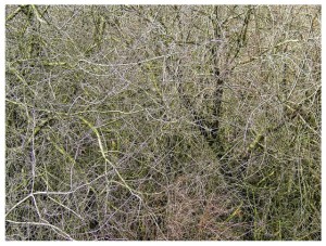 Tangle #4 16x20